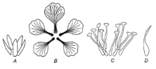 Question diagram