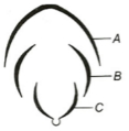 Question diagram