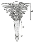 Question diagram