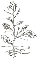 Question diagram