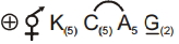 Option C