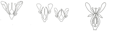 Solution diagram