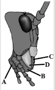 Question diagram