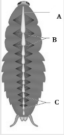Question diagram