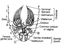 Question diagram