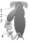 Question diagram