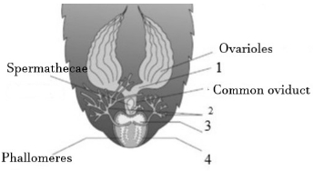Question diagram