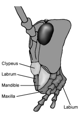Solution diagram