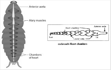 Solution diagram