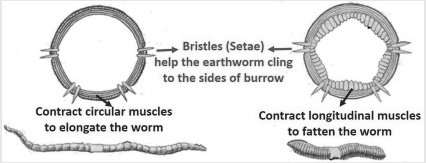 Solution diagram
