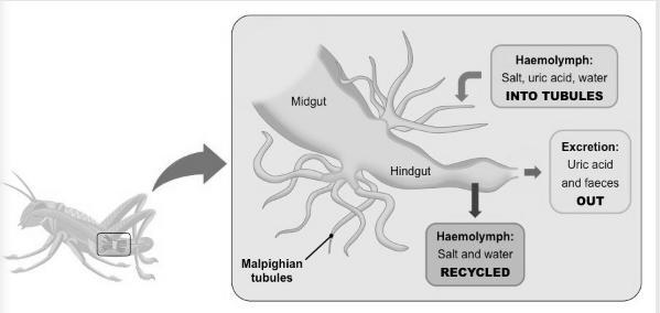 Solution diagram