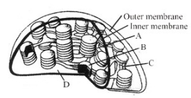 Question diagram
