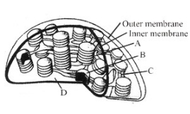 Question diagram