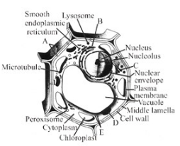 Question diagram