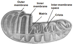 Solution diagram