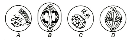 Question diagram