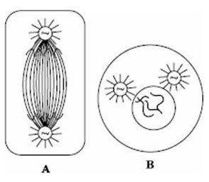 Question diagram