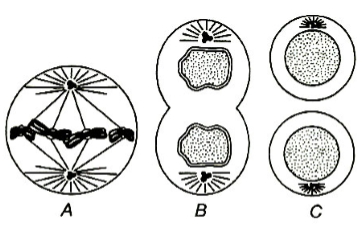 Question diagram