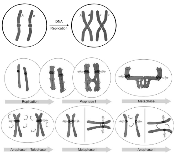 Solution diagram