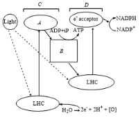Question diagram