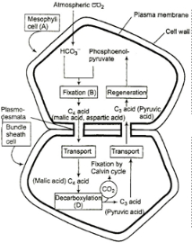 Solution diagram