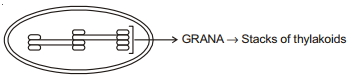 Solution diagram