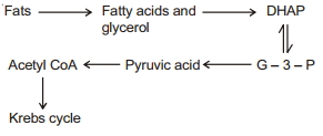 Solution diagram