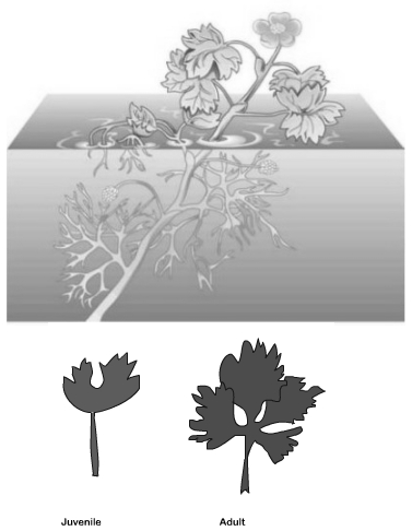 Solution diagram
