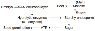 Solution diagram