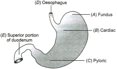 Solution diagram