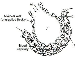 Question diagram