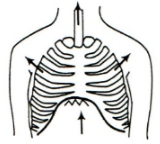 Option B