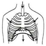 Option C