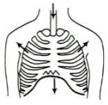 Option D