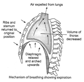 Solution diagram