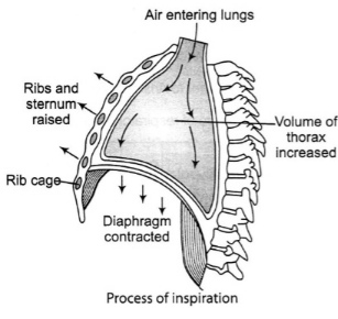 Solution diagram