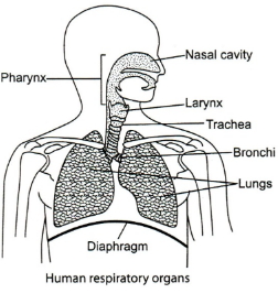 Solution diagram
