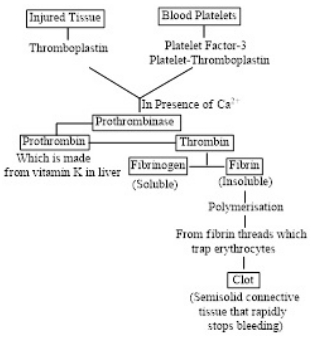 Solution diagram