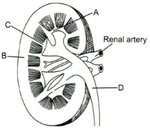 Question diagram