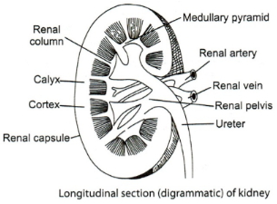 Solution diagram
