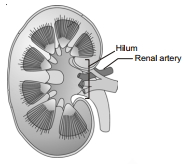 Solution diagram