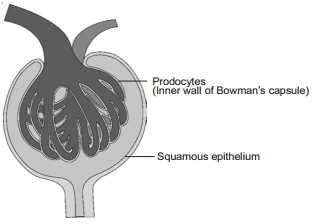 Solution diagram