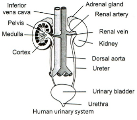 Solution diagram
