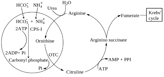 Solution diagram