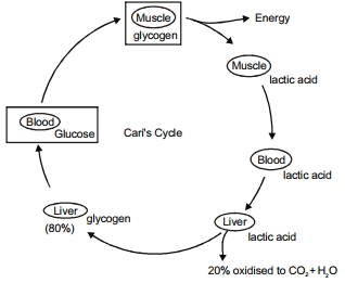 Solution diagram