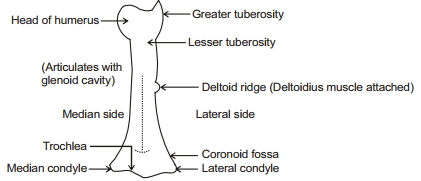 Solution diagram