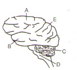 Question diagram