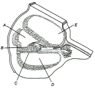 Question diagram