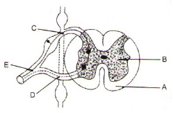 Question diagram