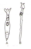 Question diagram